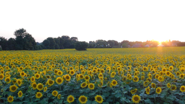 champ de tournesol