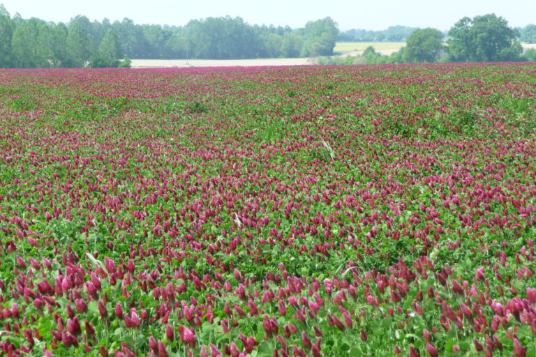 Champ de trèfle