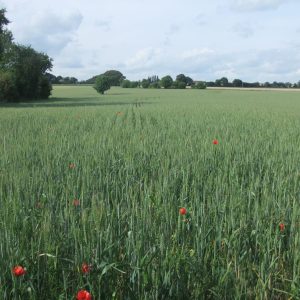 champ de blé tendre